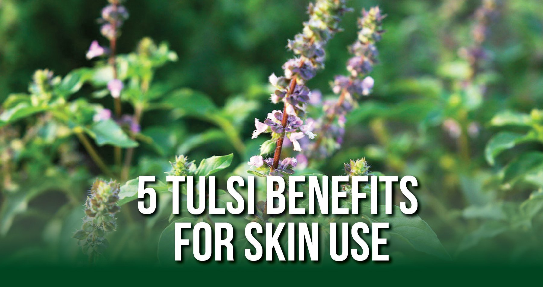 Adaptogenic Tulsi Skin Benefits | iHeart Nature